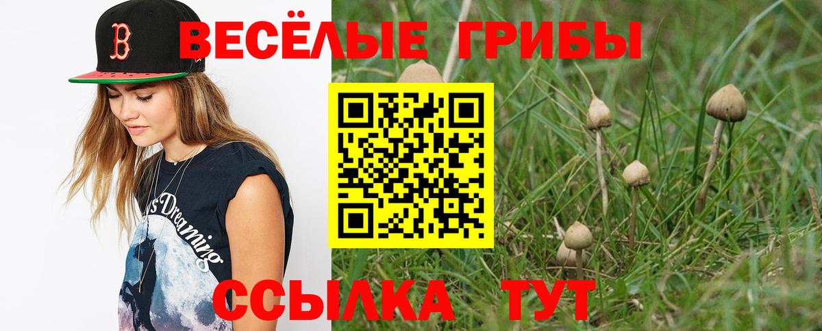 Кизилюрт  Галлюциногенные грибы Psilocybe  Вход с VPN 